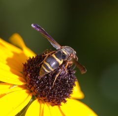 Euodynerus hidalgo boreoorientalis