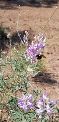 Lupinus argenteus