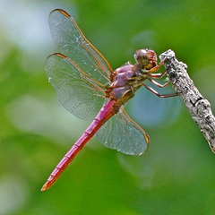 Orthemis discolor