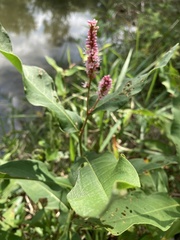 Persicaria amphibia