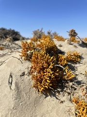 Dufourea flammea