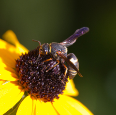 Euodynerus hidalgo boreoorientalis