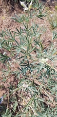 Lupinus argenteus