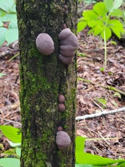 Daldinia concentrica