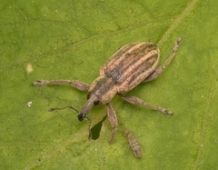 Hypera conmaculata
