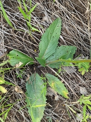 Verbascum phoeniceum