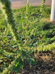 Amaranthus palmeri
