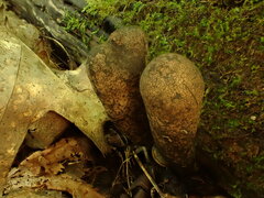 Xylaria polymorpha