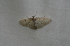 Herpetogramma aquilonalis