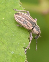 Hypera conmaculata