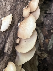 Crepidotus crocophyllus