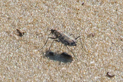 Cicindela repanda