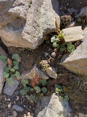 Oxyria digyna