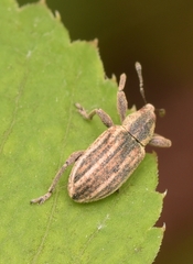Hypera conmaculata