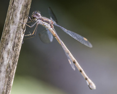 Lestes congener