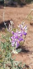 Lupinus argenteus