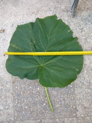 Paulownia tomentosa