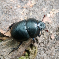 Anoplotrupes stercorosus