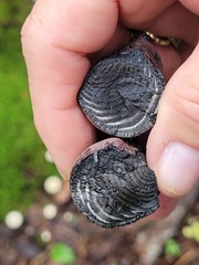 Daldinia concentrica