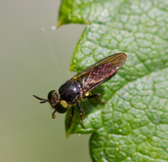 Cerotainia