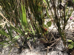 Cheilomenes sulphurea