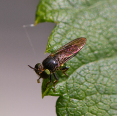 Cerotainia