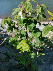 Rubus sachalinensis