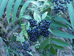 Sambucus ebulus