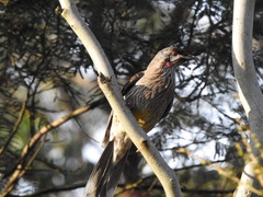 Anthochaera carunculata