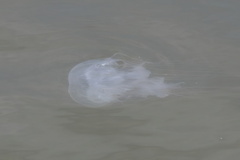 Chrysaora chesapeakei