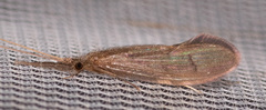 Oecetis
