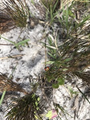 Cheilomenes sulphurea