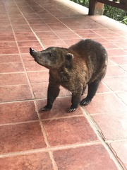 Nasua nasua