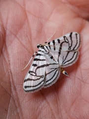 Conchylodes ovulalis