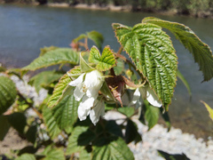 Rubus sachalinensis