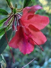 Rhododendron oldhamii
