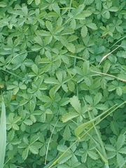 Potentilla reptans