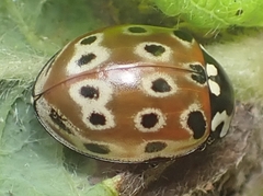 Anatis ocellata
