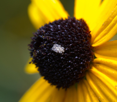 Corythucha marmorata