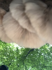 Crepidotus crocophyllus