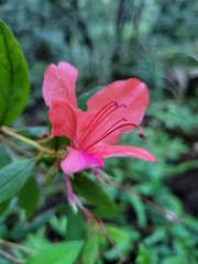 Rhododendron oldhamii