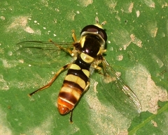 Ischiodon aegyptius