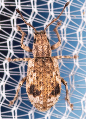 Pseudoedophrys hilleri