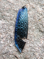 Carabus intricatus