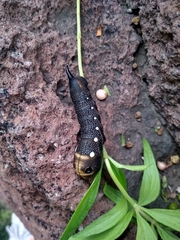 Xylophanes falco