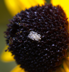 Corythucha marmorata