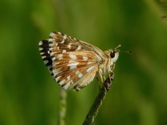 Pyrgus malvoides