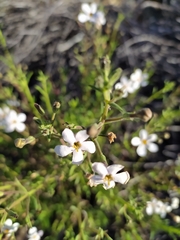 Chaenostoma hispidum
