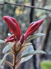 Rhododendron oldhamii