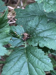 Oligolophus tridens